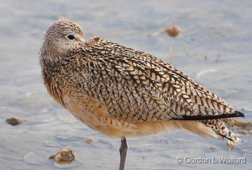 Resting Curlew_38528.jpg - Long-billed Curlew (Numenius americanus) Photographed along the Gulf coast near Rockport, Texas, USA.